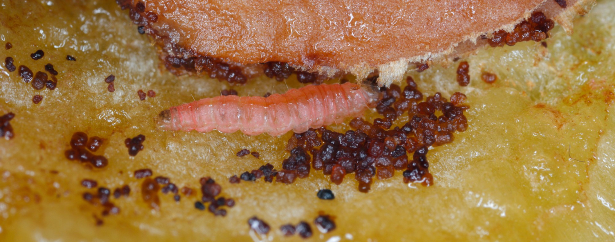 Bichado-da-ameixeira